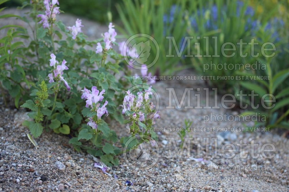 Lamium garganicum (dead nettle - lamier) 2 