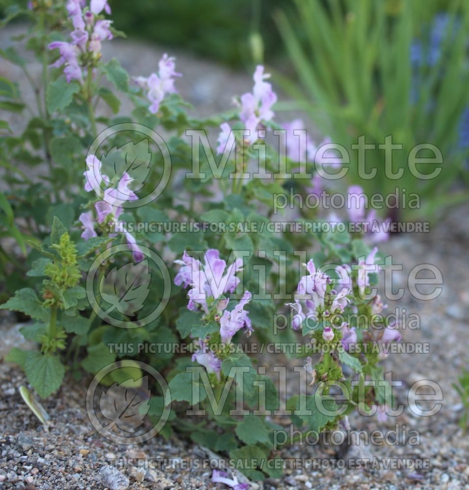 Lamium garganicum (dead nettle - lamier) 1