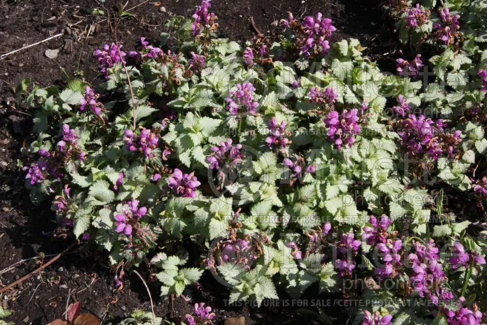 Lamium Ghost Creeping Lamium Spotted Dead Nettle