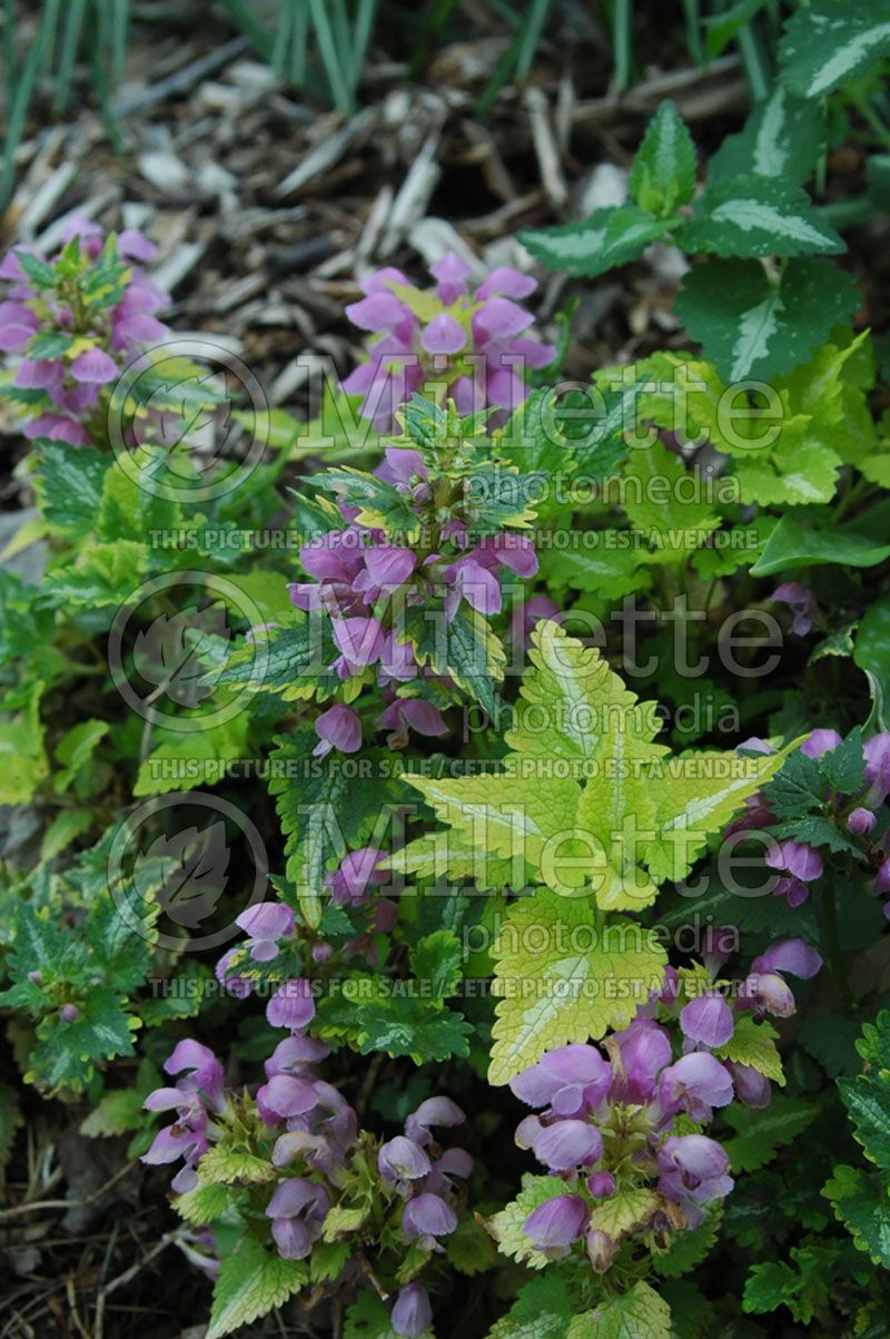 Lamium Golden Anniversary (Creeping Lamium Spotted Dead Nettle)  1