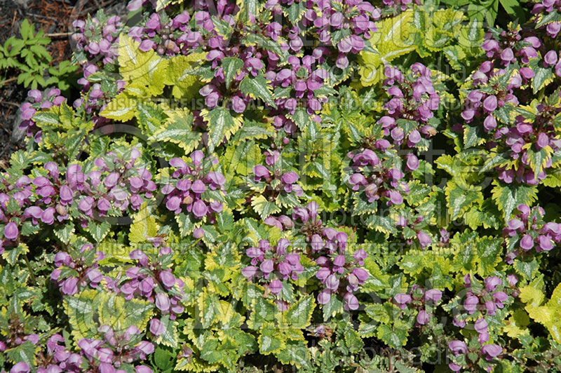 Lamium Golden Anniversary (Creeping Lamium Spotted Dead Nettle)  5