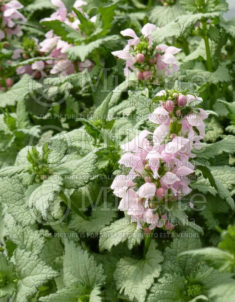 Lamium Marshmallow (Stonecrop) 1 