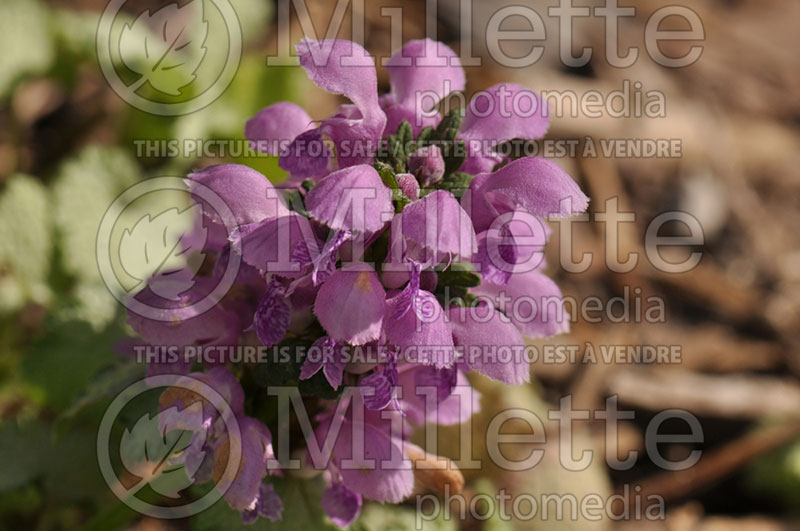 Lamium Orchid Frost (Creeping Lamium Spotted Dead Nettle) 3