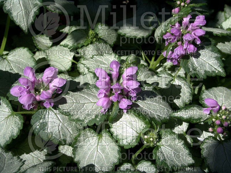 Lamium Orchid Frost (Creeping Lamium Spotted Dead Nettle) 1 