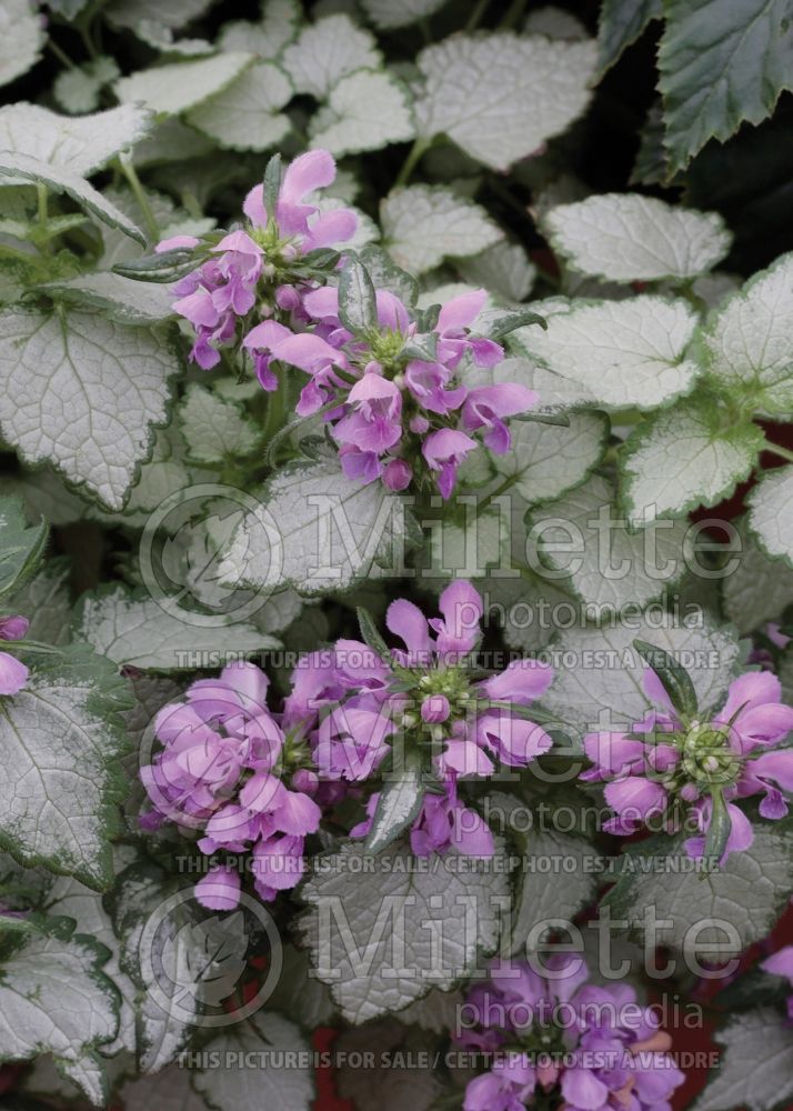 Lamium Orchid Frost (Creeping Lamium Spotted Dead Nettle) 4