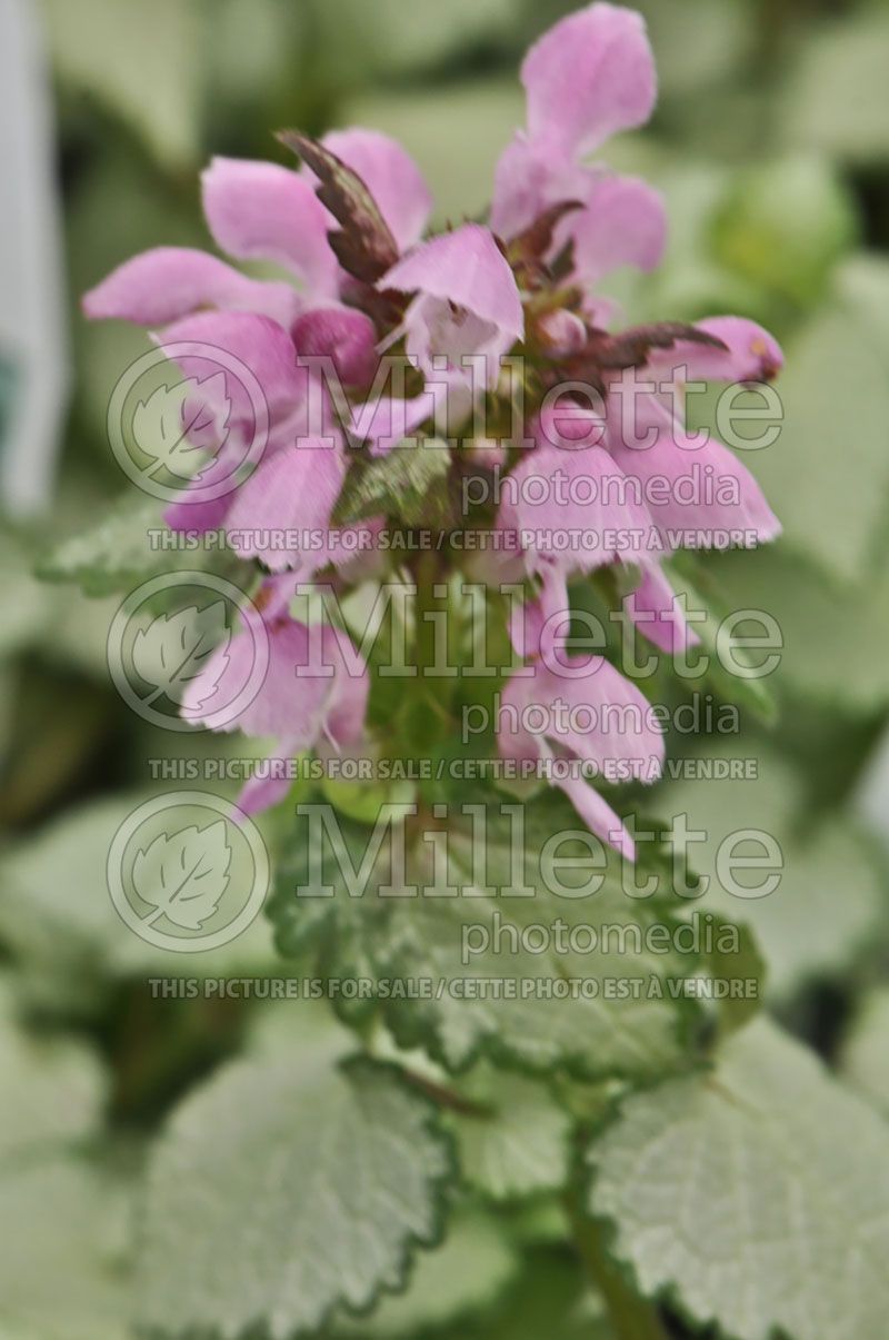 Lamium Pink Chablis (Creeping Lamium Spotted Dead Nettle)  1