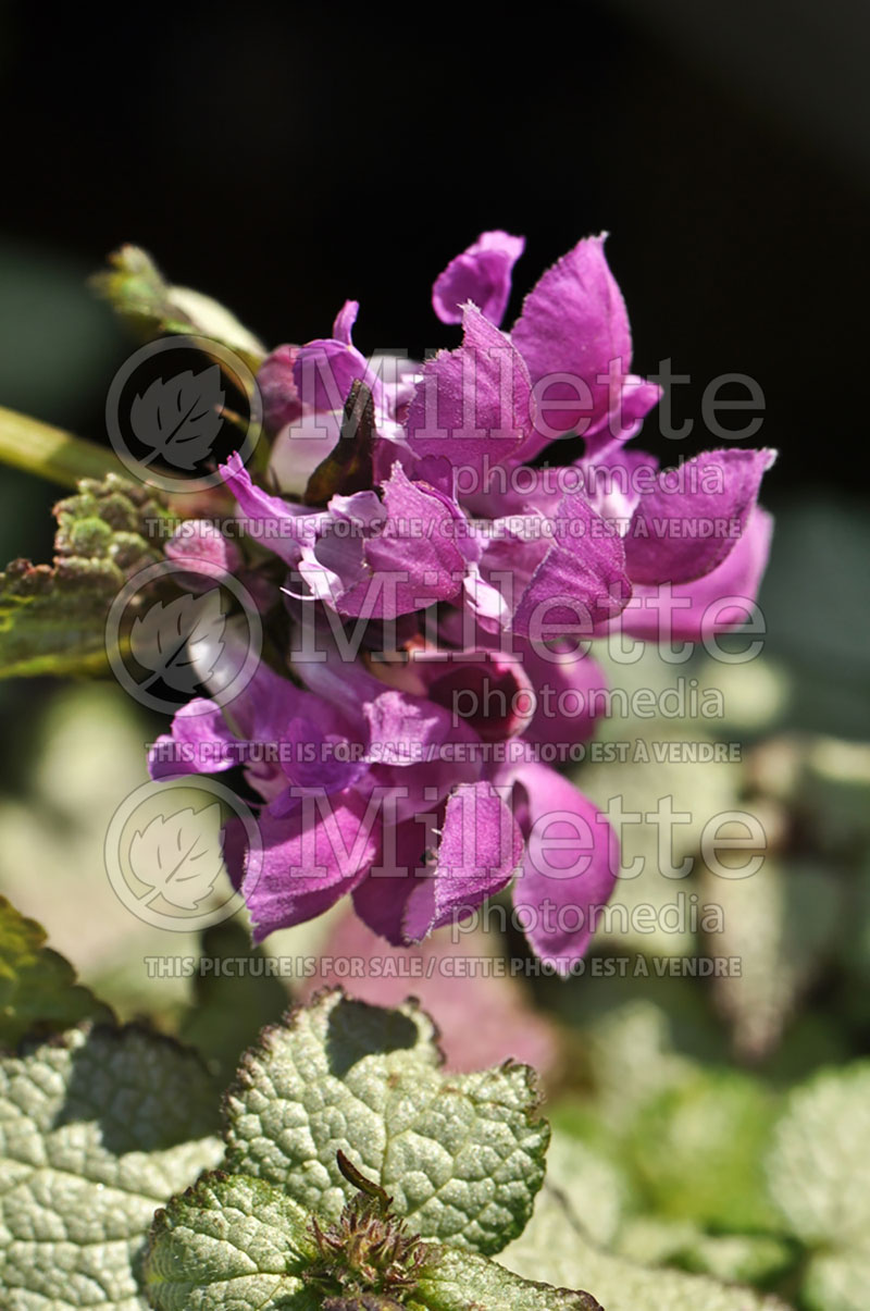 Lamium Purple Dragon (Creeping Lamium Spotted Dead Nettle) 4 