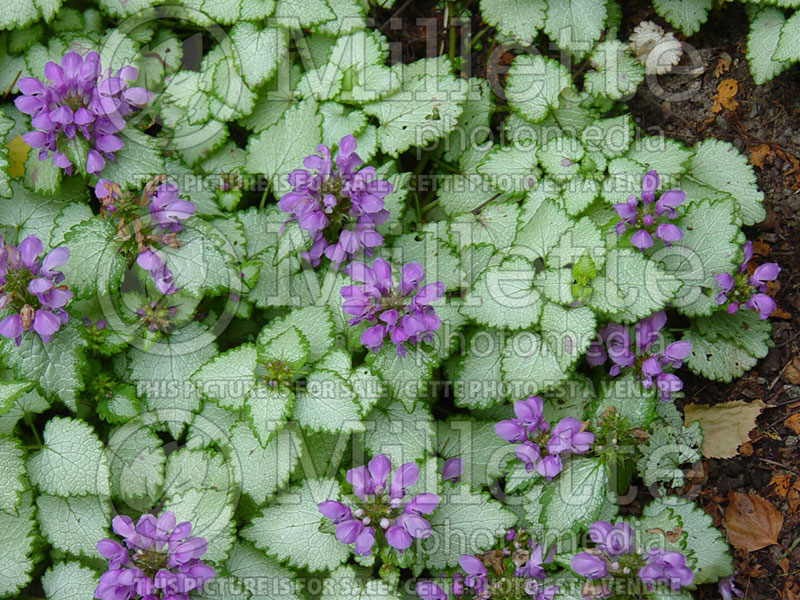 Lamium Purple Dragon (Creeping Lamium Spotted Dead Nettle) 3 