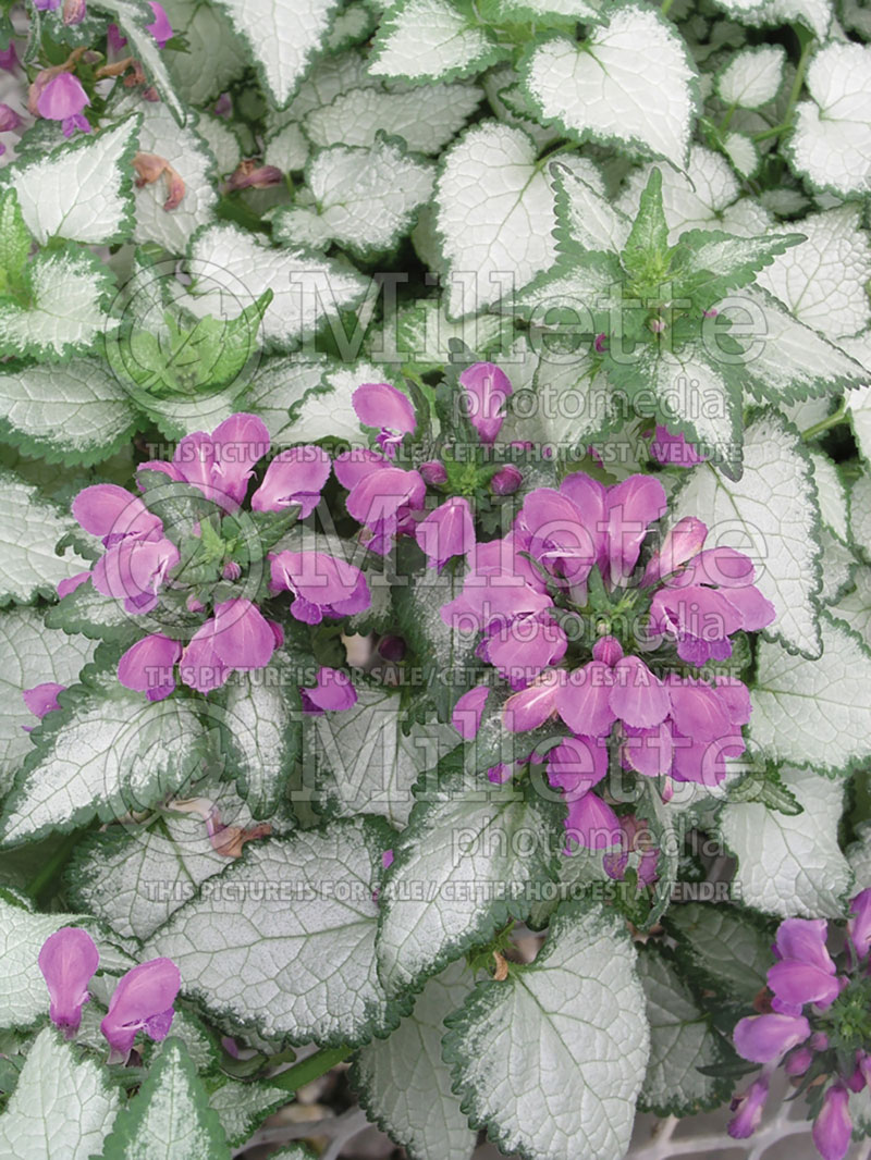 Lamium Purple Dragon (Creeping Lamium Spotted Dead Nettle) 2 