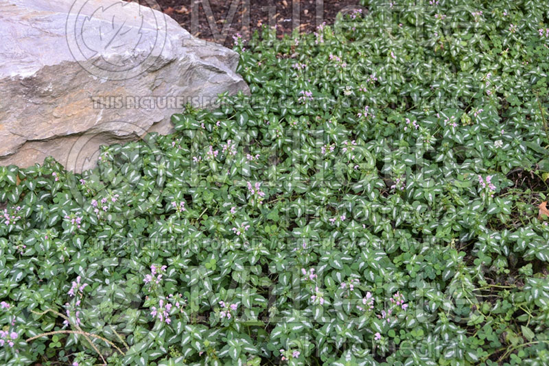 Lamium Shell Pink (Creeping Lamium Spotted Dead Nettle) 1 