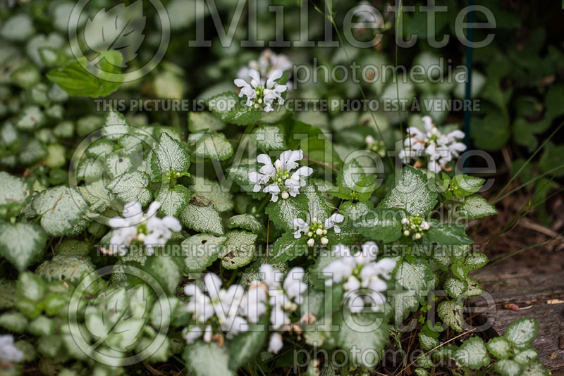 Lamium White Nancy (Creeping Lamium Spotted Dead Nettle) 3