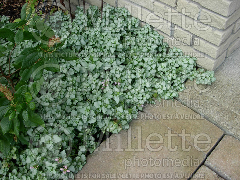 Lamium White Nancy (Creeping Lamium Spotted Dead Nettle) 1