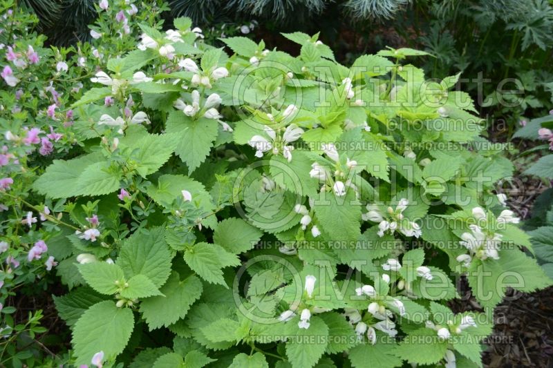 Lamium Album (balm-leaved red deadnettle) 2 