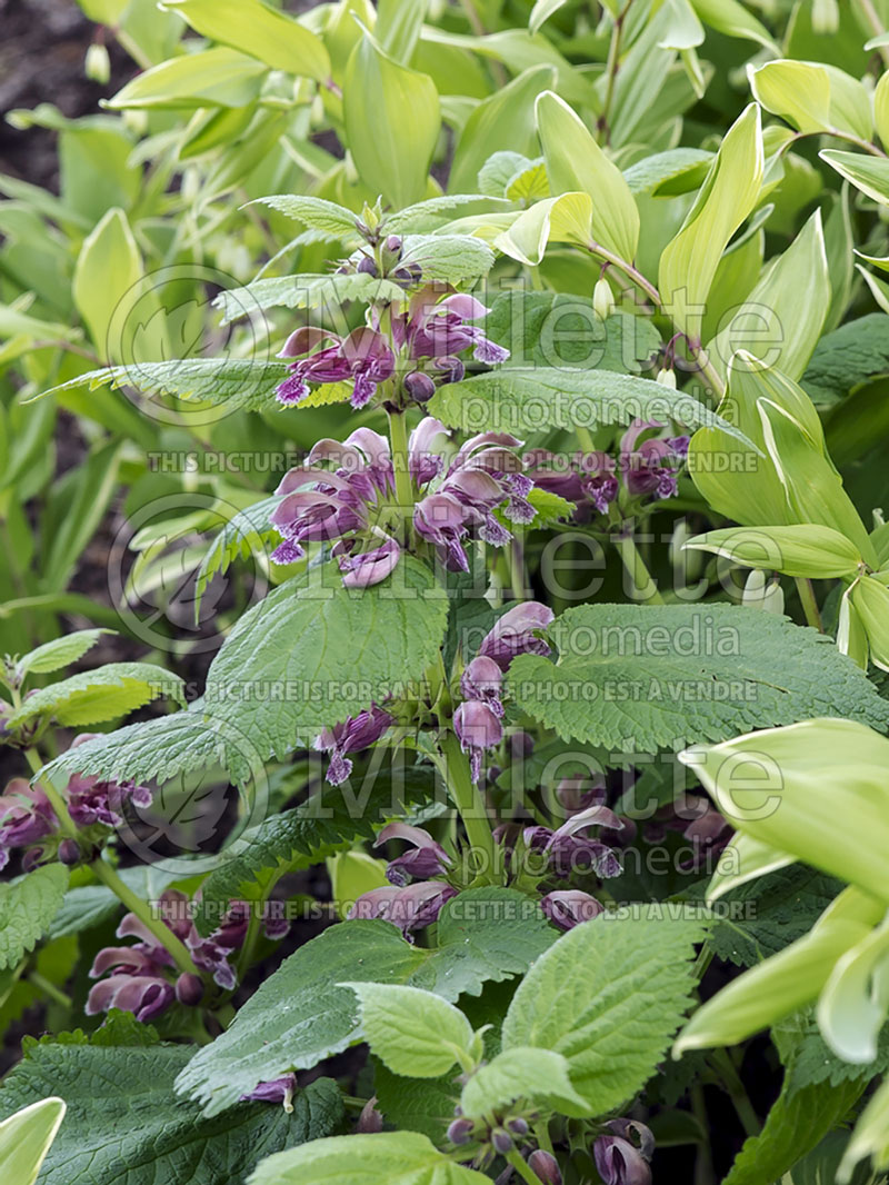 Lamium orvala (balm-leaved red deadnettle) 1 