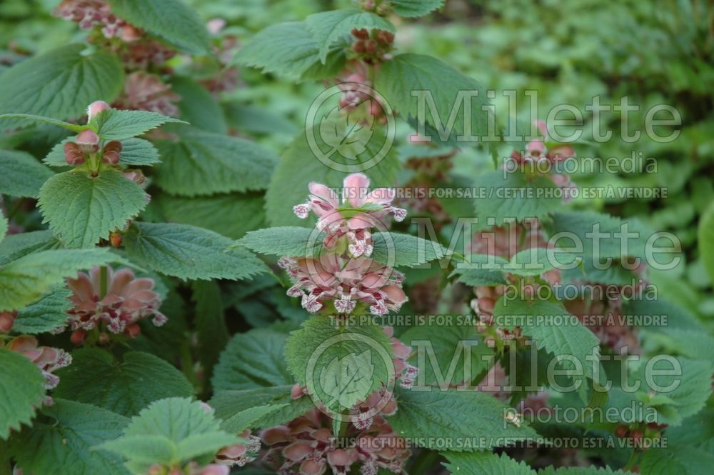 Lamium orvala (balm-leaved red deadnettle) 2 