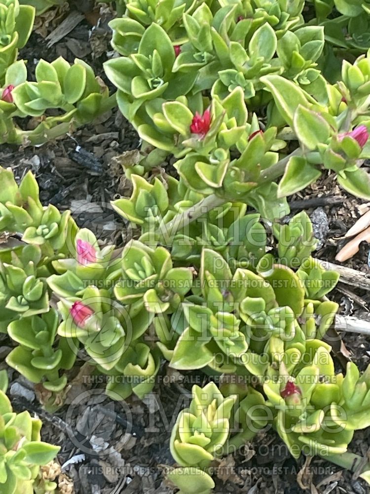 Lampranthus affinis (Lampranthus) 1