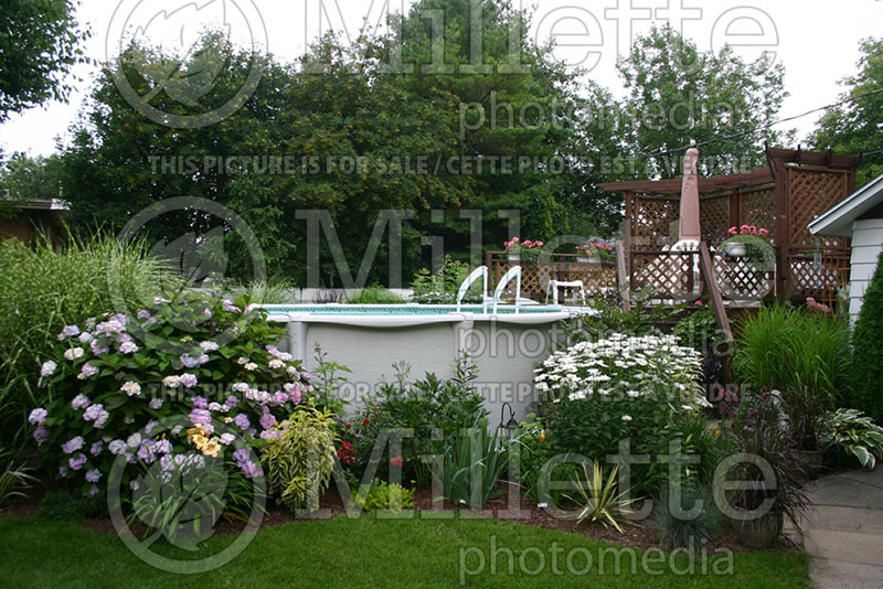 Garden landscaping - pool 54