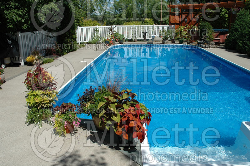 Garden landscaping - pool 60