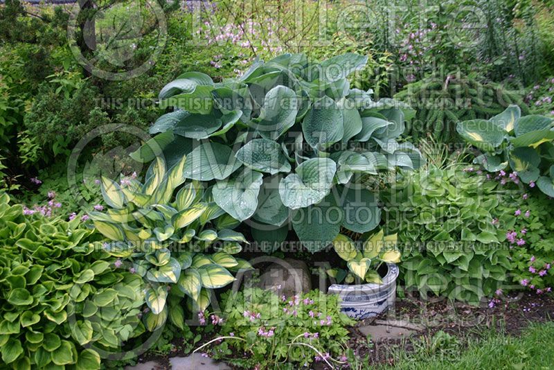 Garden landscaping - hostas 33