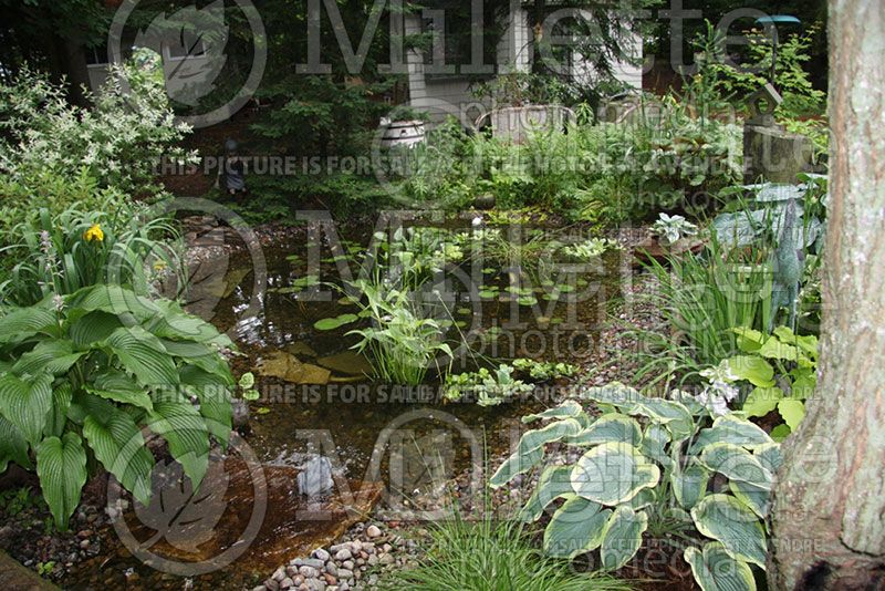 Garden landscaping - hostas 30 