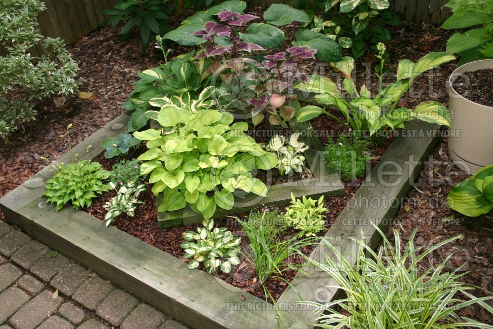 Garden landscaping - hostas 29