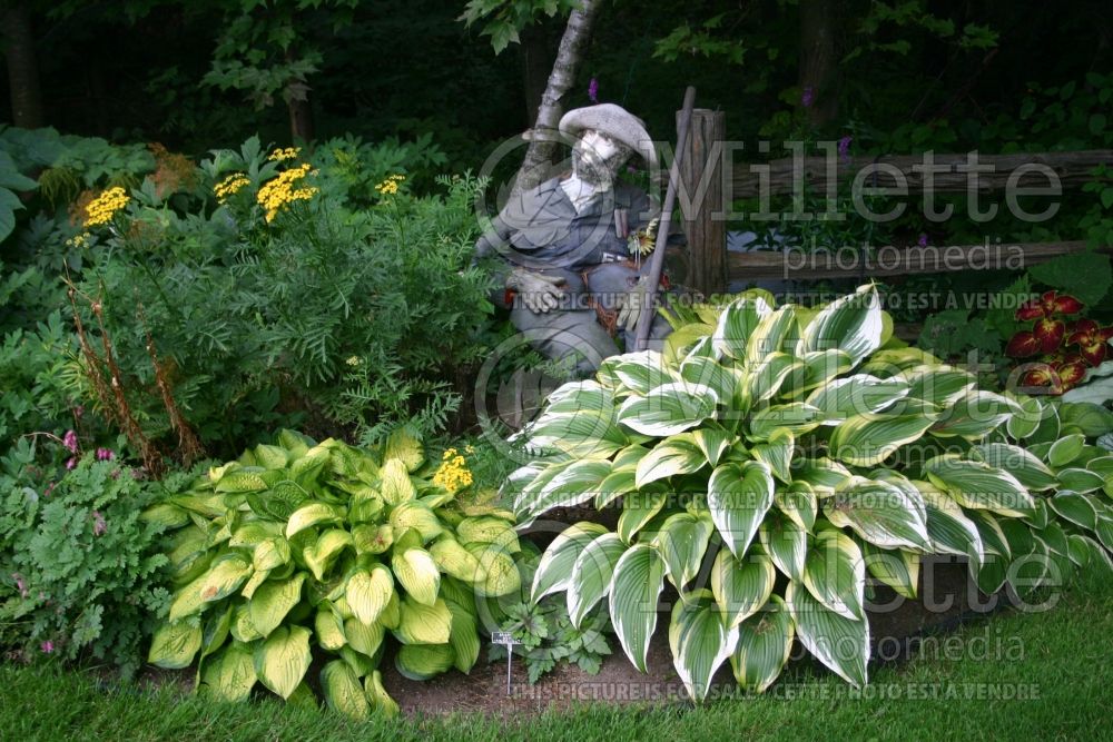 Garden landscaping - hostas 38