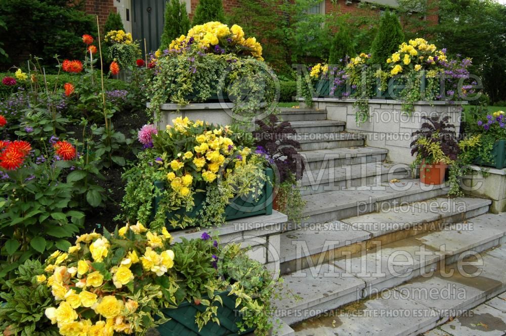 Garden landscaping - pots 18
