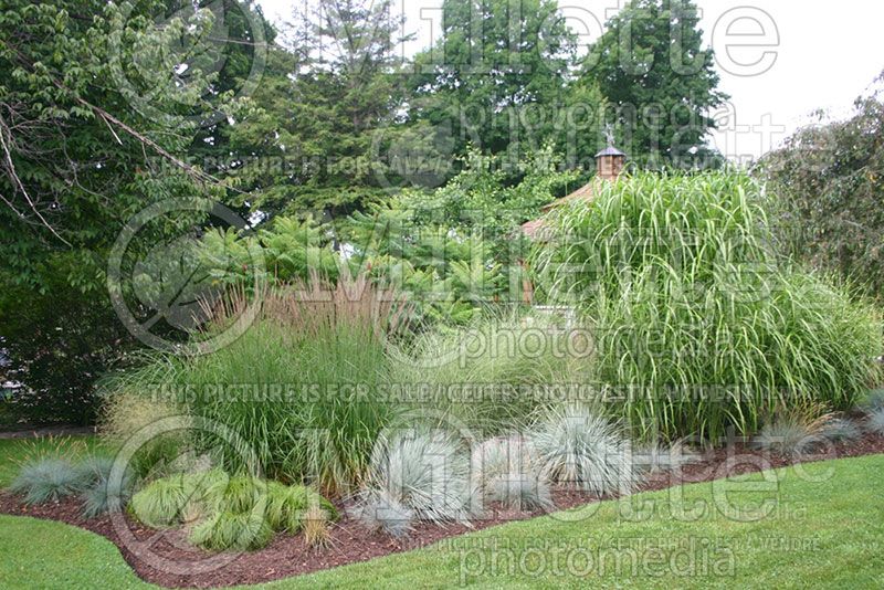 Garden landscaping - ornamental grass 19