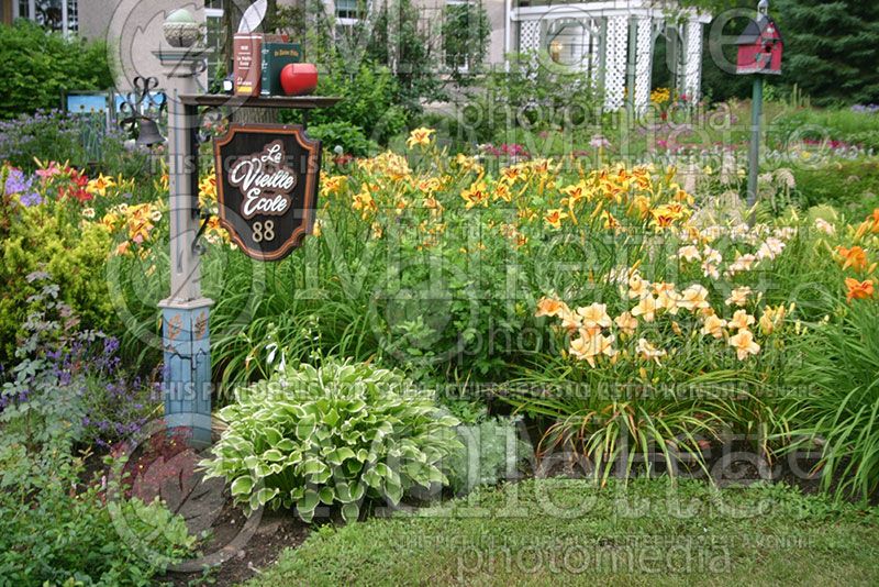 Garden landscaping - daylilies 36