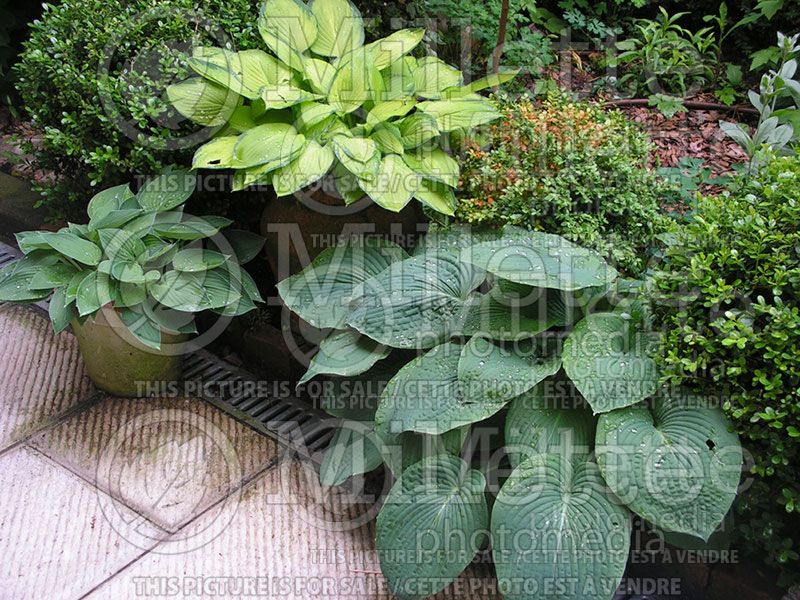 Garden landscaping - hostas 42