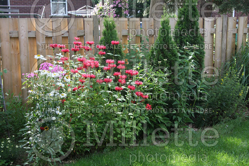 Garden landscaping  47