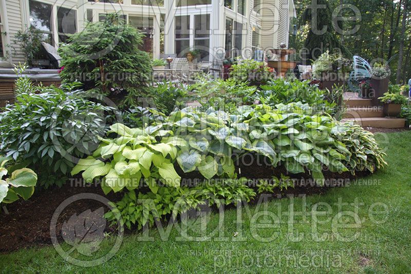 Garden landscaping - hostas 35 