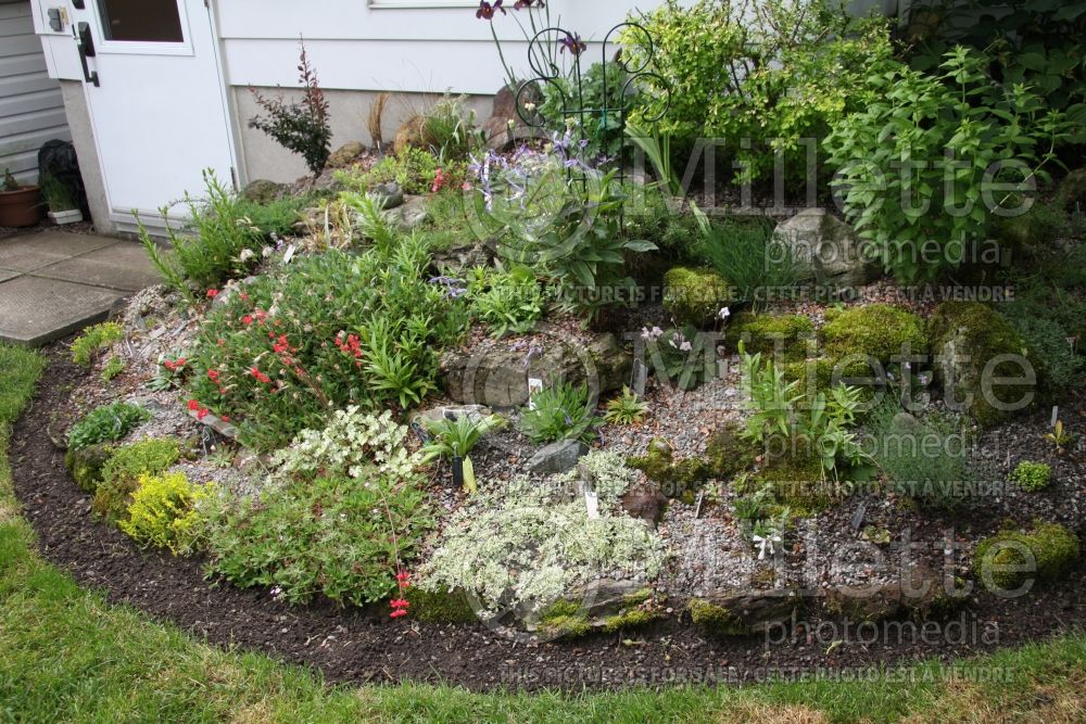 Garden landscaping - alpine (7)