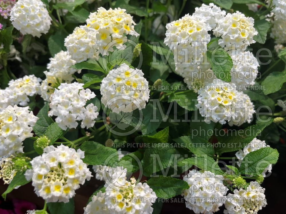 Lantana Little Lucky White (Lantana) 1