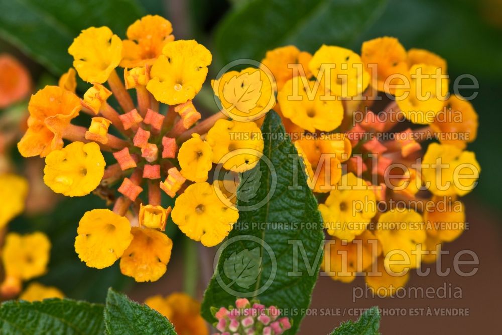 Lantana Orange Juice (Lantana) 1