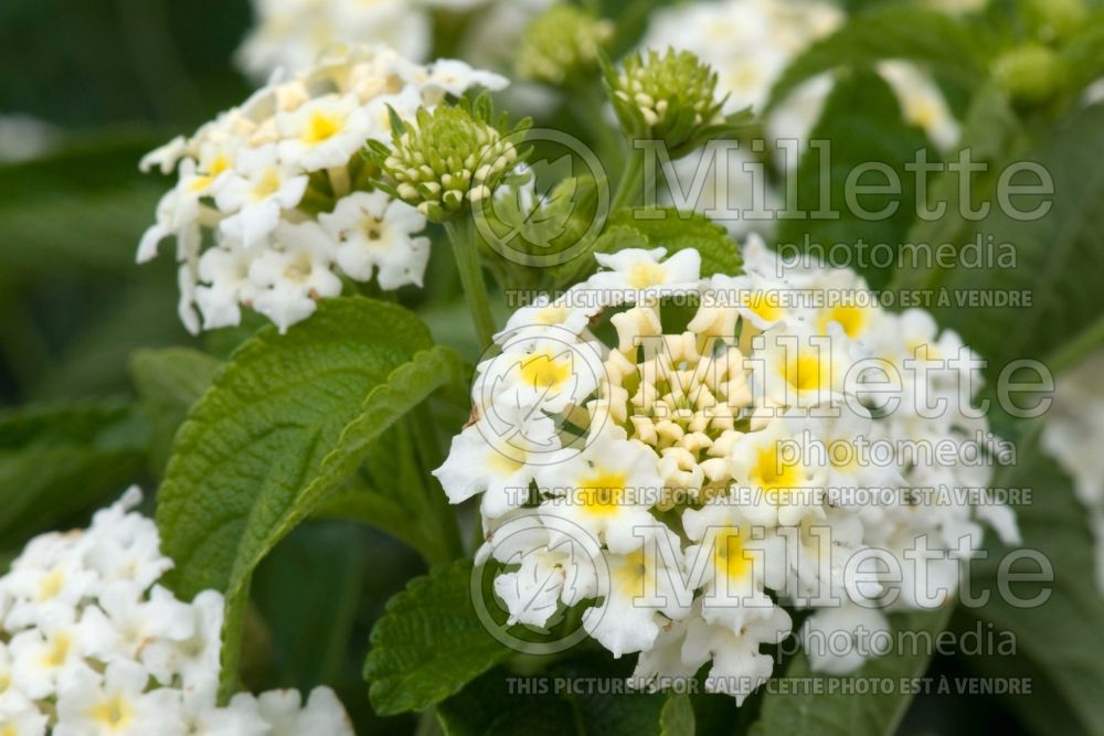 Lantana Tropic Cocomilk (Lantana) 1