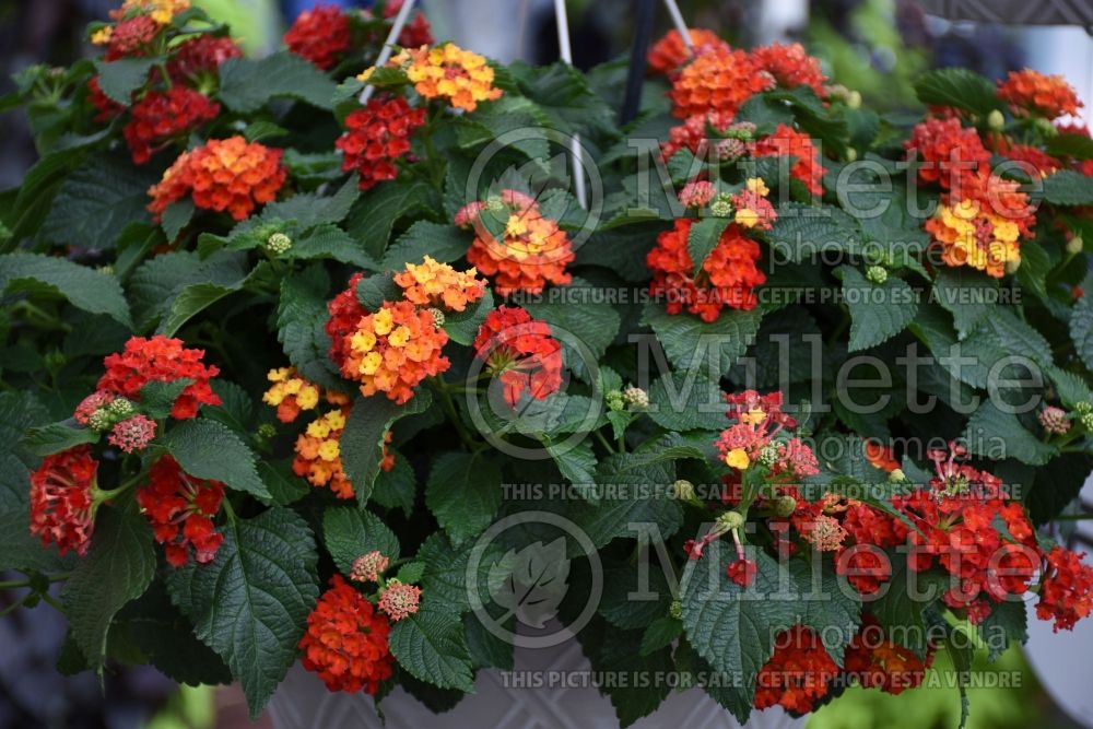 Lantana Bloomify Red (Lantana)  1