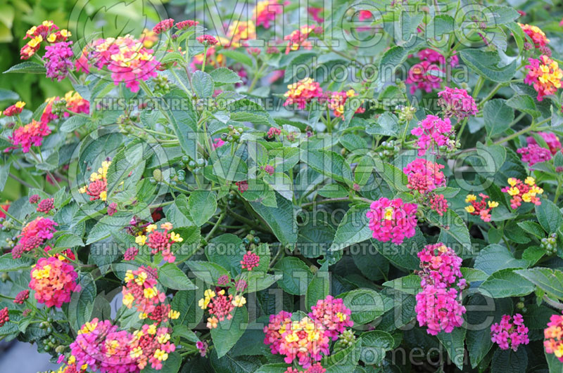 Lantana Landmark Blaze (Lantana) 2  