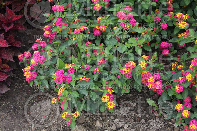 Lantana Landmark Blaze (Lantana) 3  