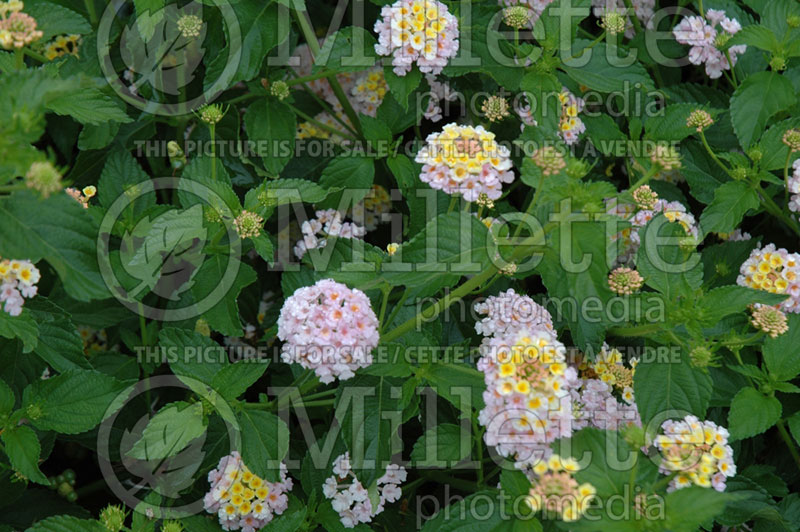 Lantana Landmark Pink Dawn (Lantana) 1  