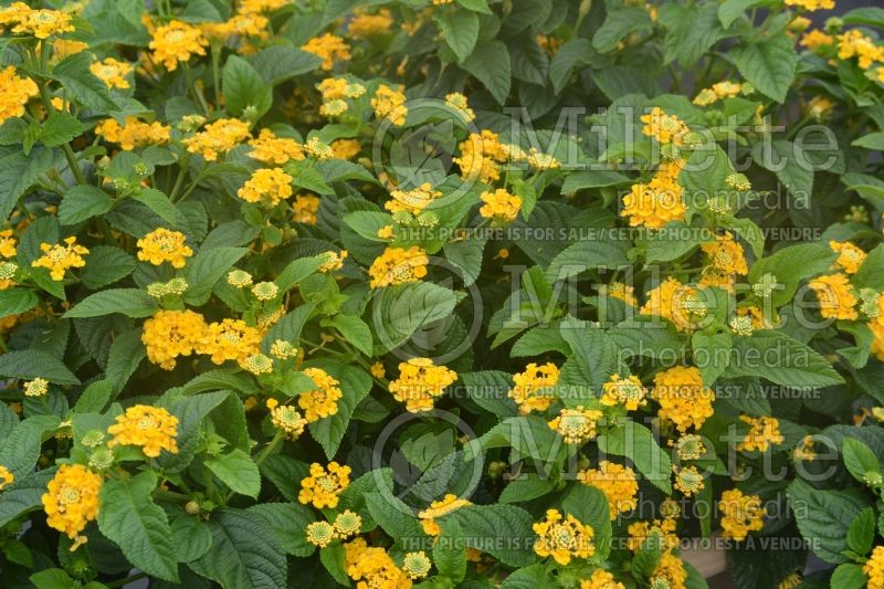 Lantana Little Lucky Pot of Gold (Lantana) 1  