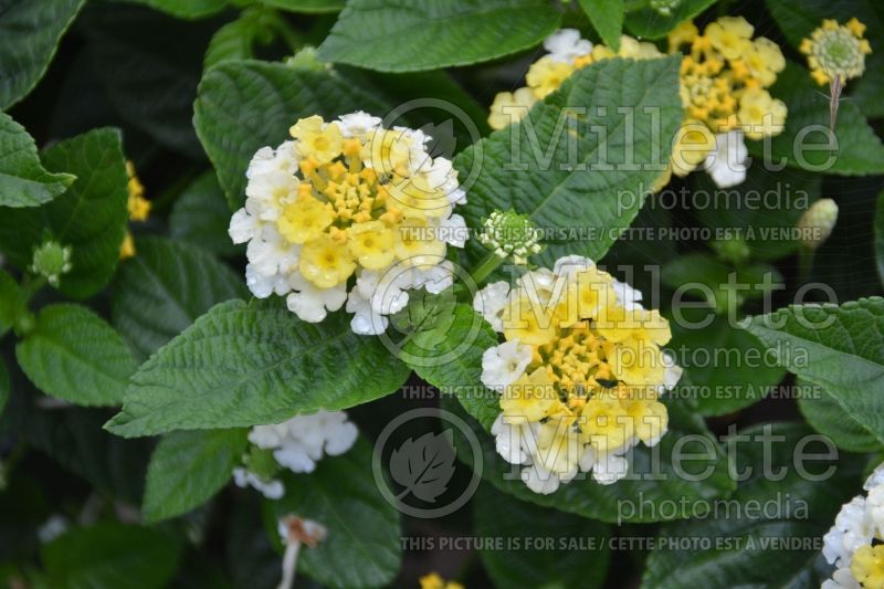 Lantana Lucky Lemon Glow (Lantana) 1  