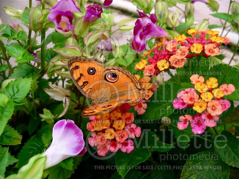 Lantana Miss Huff (Lantana)  1