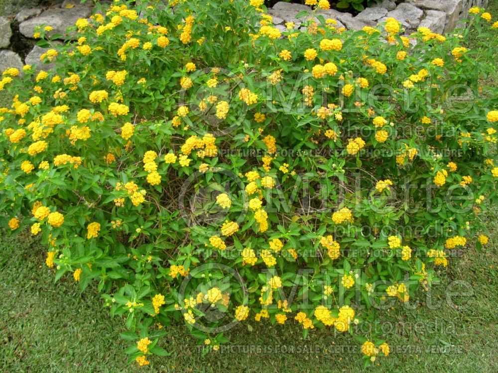 Lantana Monol (Lantana)  2