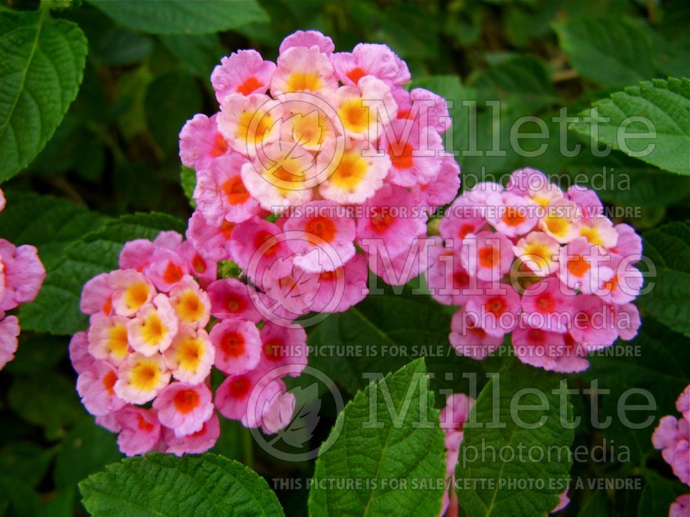 Lantana Mozelle (Lantana)  1