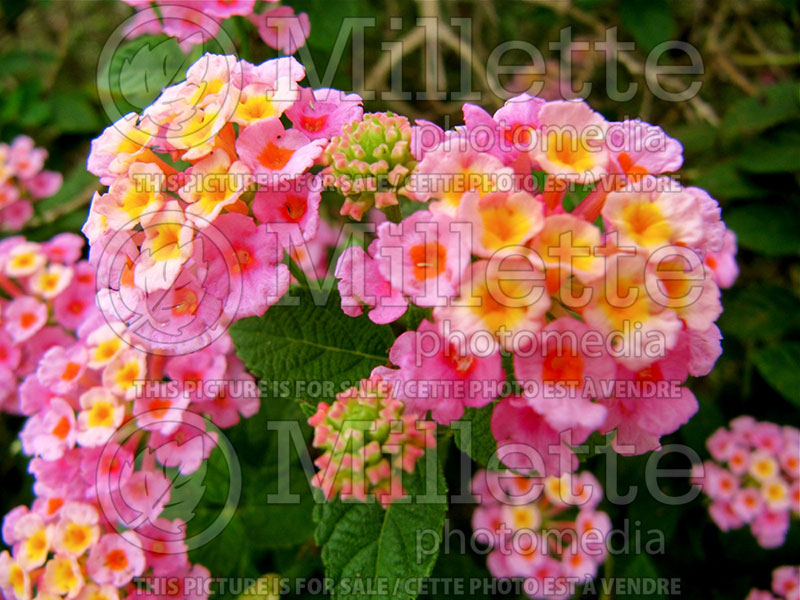 Lantana Mozelle (Lantana)  2