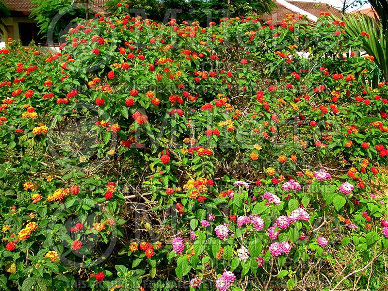 Lantana Radiation (Lantana)  6