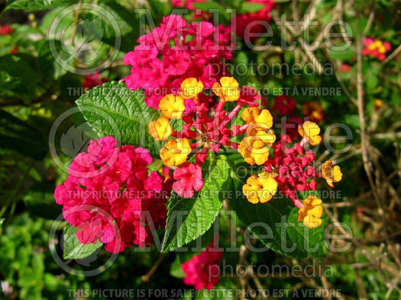 Lantana Radiation (Lantana)  5