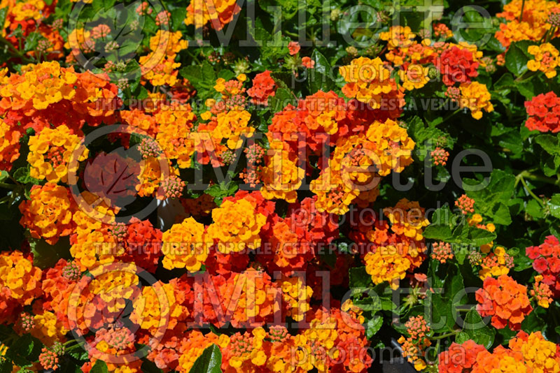 Lantana Santana Red Orange (Lantana) 1  