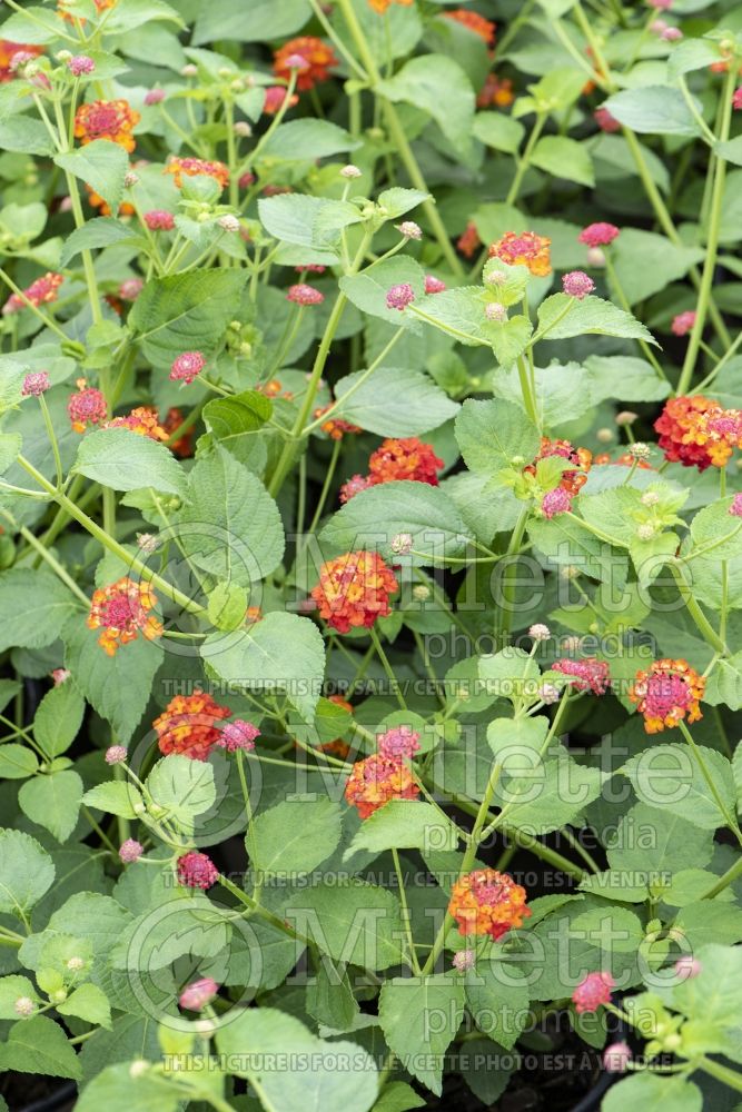 Lantana Dallas Red (Lantana) 1